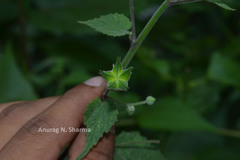 Abutilon persicum